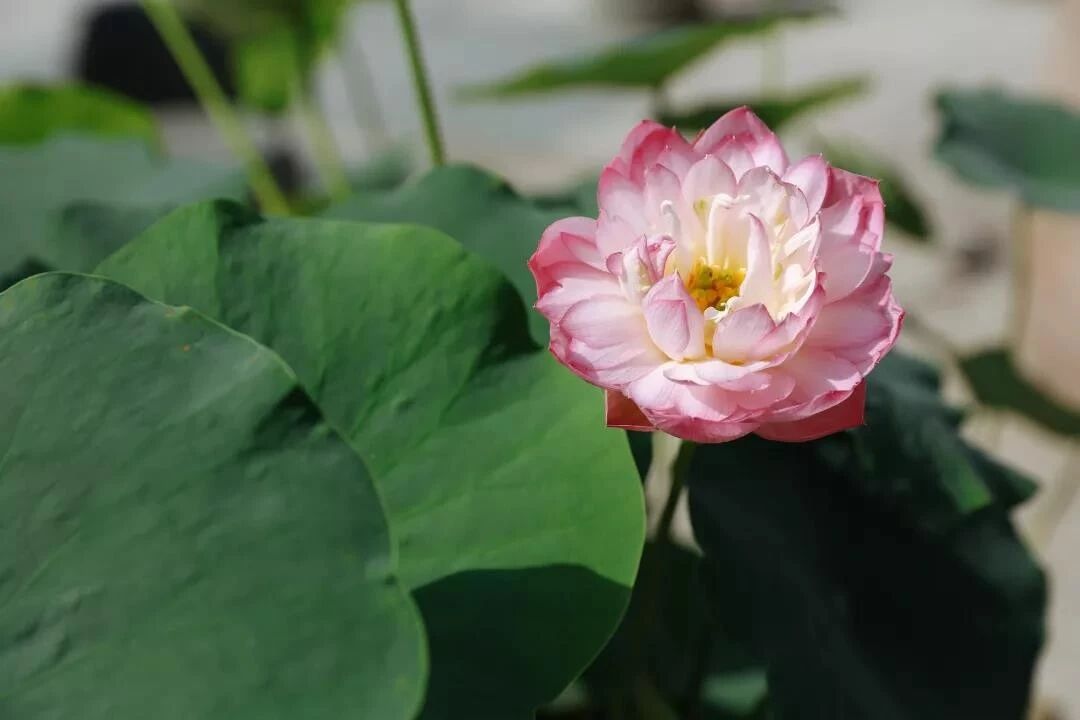 在家学佛,请一定牢记这四句话! 在家学佛,请一定牢记这四句话!