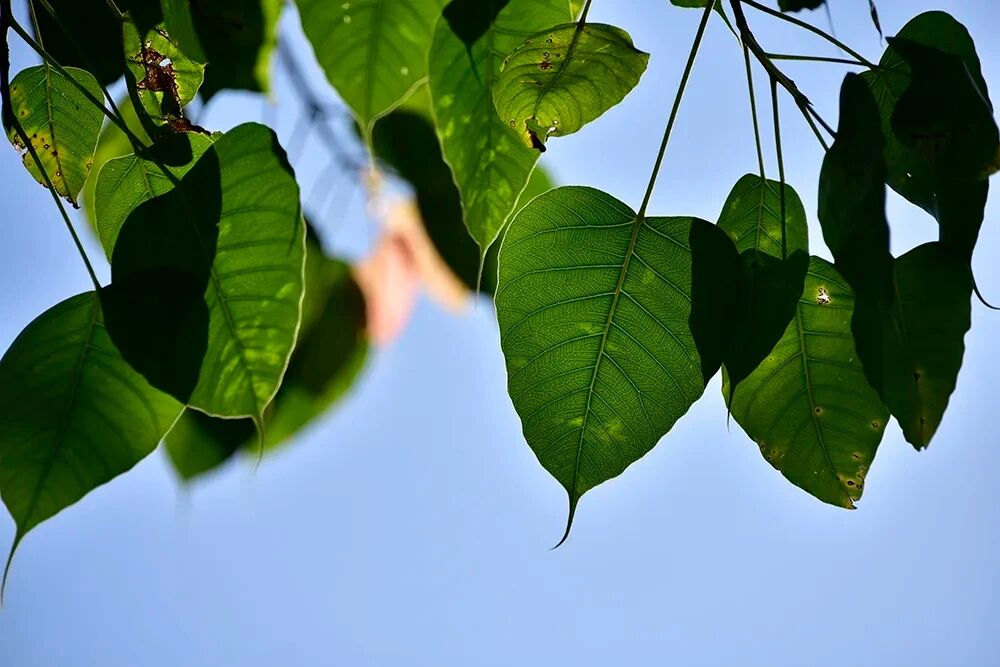 做功夫、用功、修行是一件实实在在的事 做功夫、用功、修行是一件实实在在的事