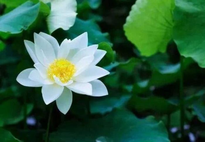 做功夫、用功、修行是一件实实在在的事 做功夫、用功、修行是一件实实在在的事