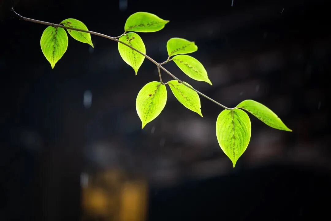 �����а˼��²����������������ƹ�