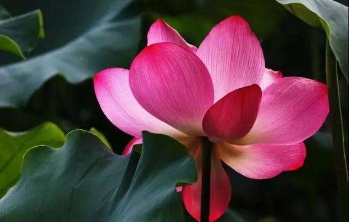 一切凡夫本来是佛,为什么会变成众生? 一切凡夫本来是佛,为什么会变成众生?