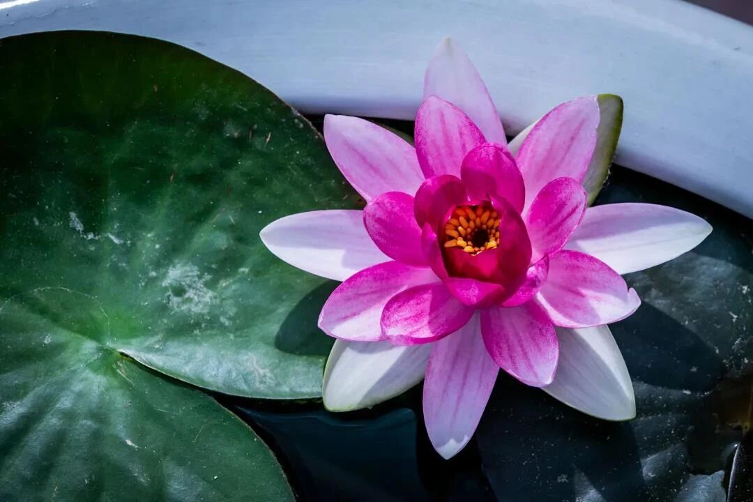 在家居士怎样做到修行工作两不误? 在家居士怎样做到修行工作两不误?