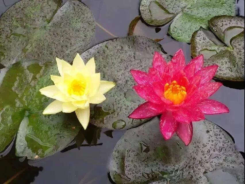 一念通三世,开悟方能知~ 一念通三世,开悟方能知~