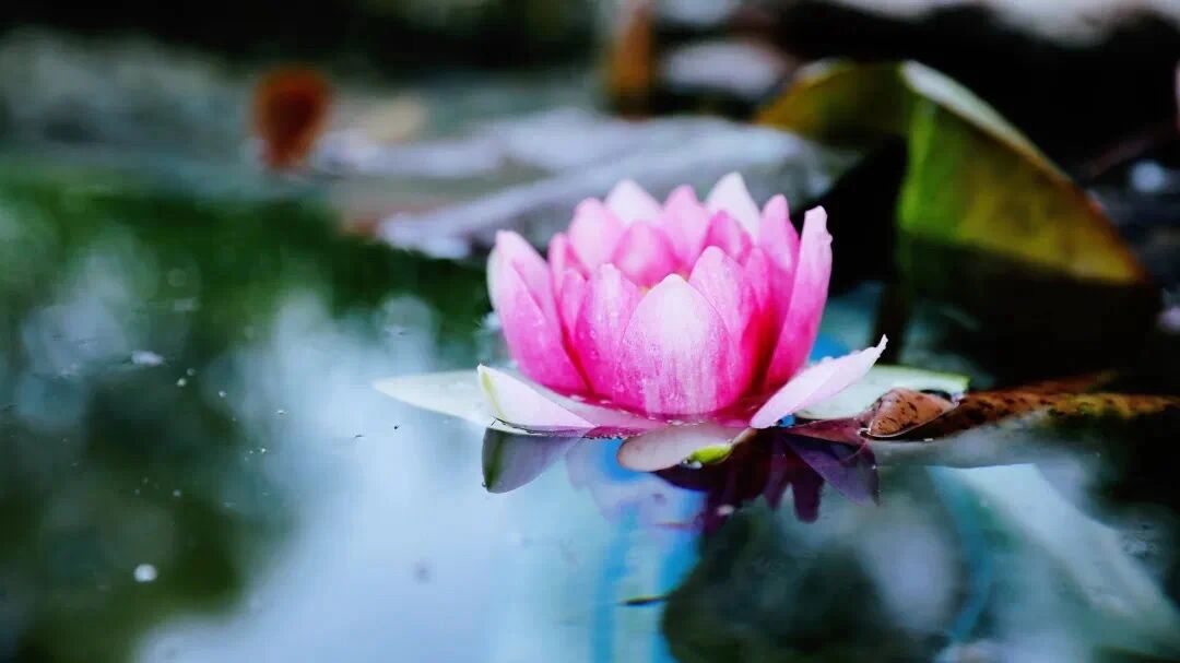 若能一切随他去,便是世间自在人 若能一切随他去,便是世间自在人