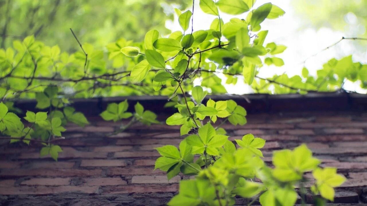 若能一切随他去,便是世间自在人 若能一切随他去,便是世间自在人