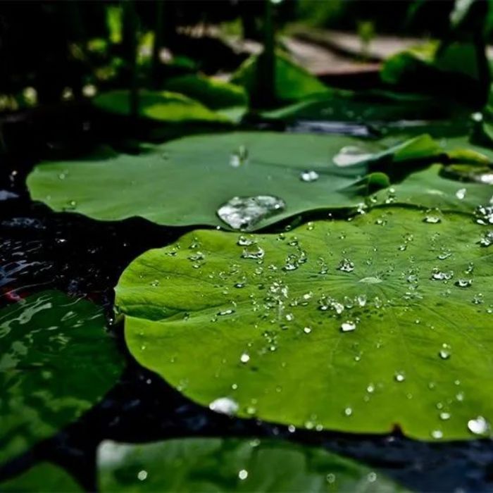 学佛做什么?学佛就是学做解脱人 学佛做什么?学佛就是学做解脱人