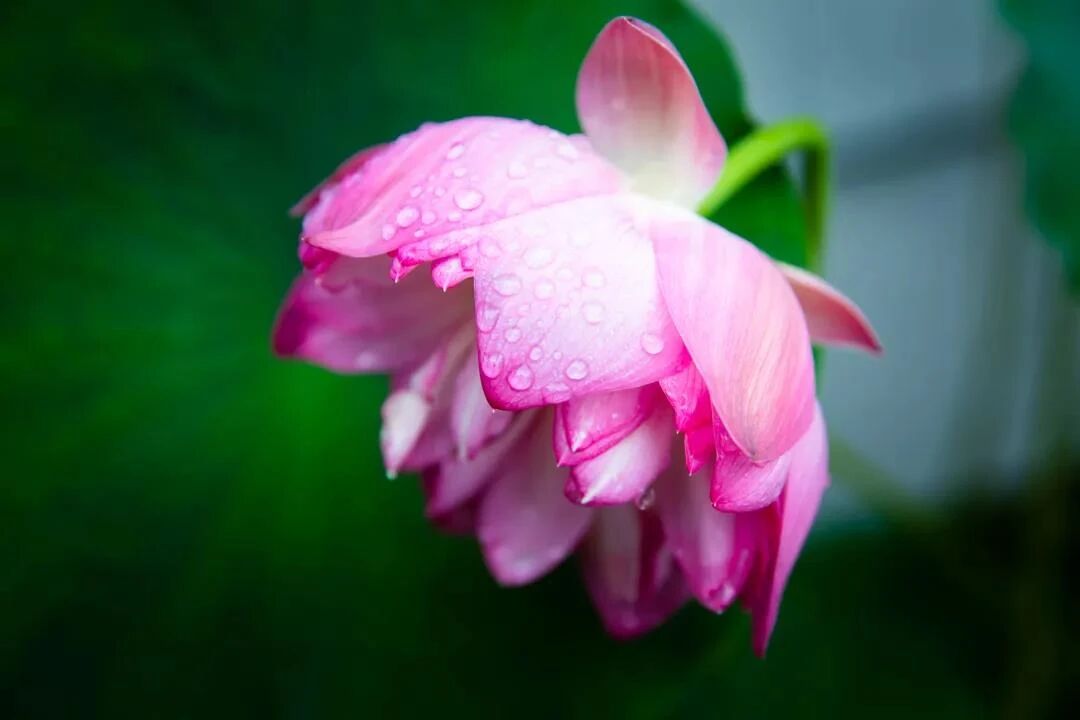 ӡ�ⷨʦ���ӹ��޷��޸�����ʵ��𣬶�������