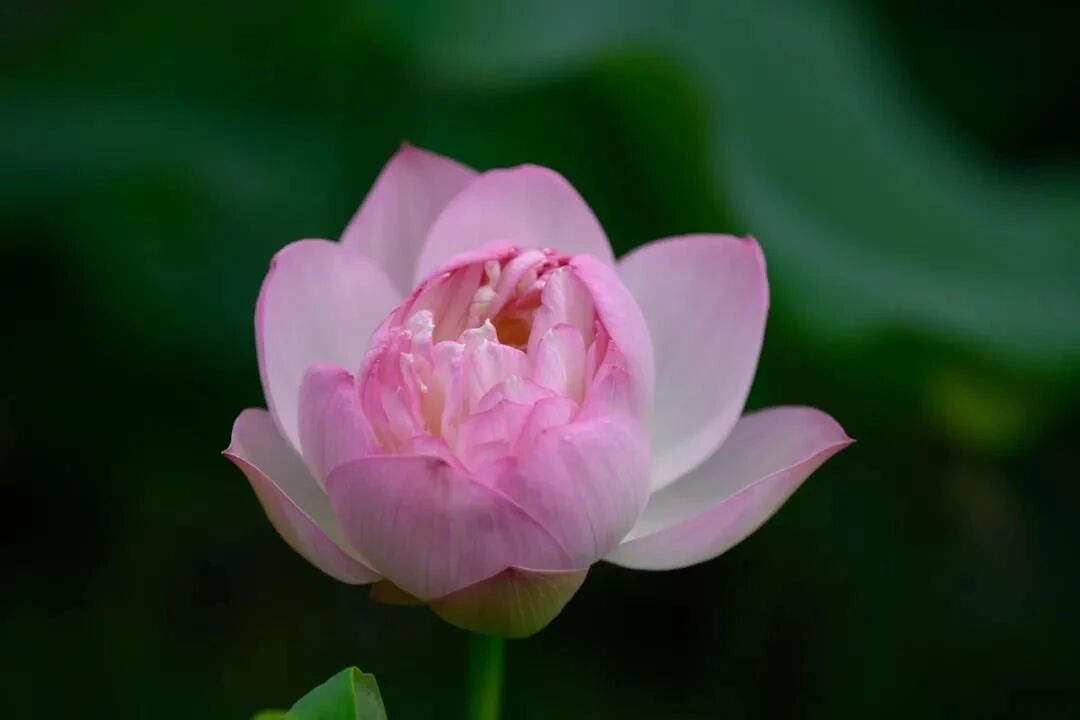 ӡ�ⷨʦ��һ�Ĳ��ң�����רע����ж�