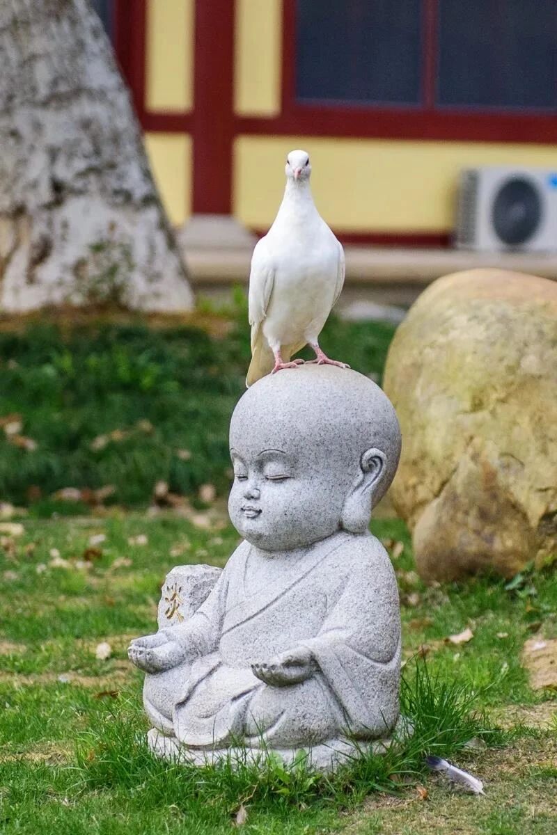 ӡ�ⷨʦ��һ�Ĳ��ң�����רע����ж�