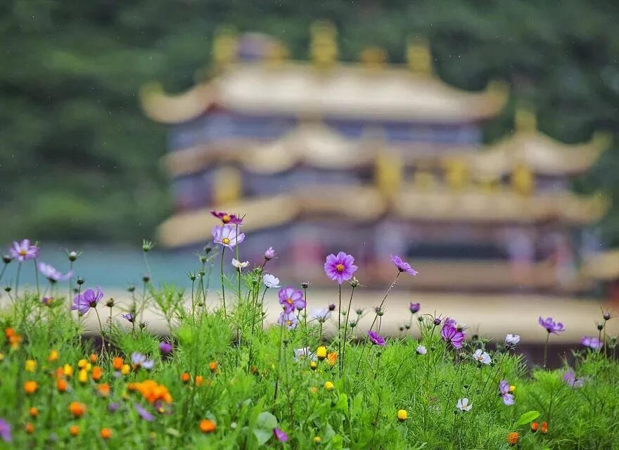 印光法师:念佛当发志诚心,深信心,回向发愿心 印光法师:念佛当发志诚心,深信心,回向发愿心