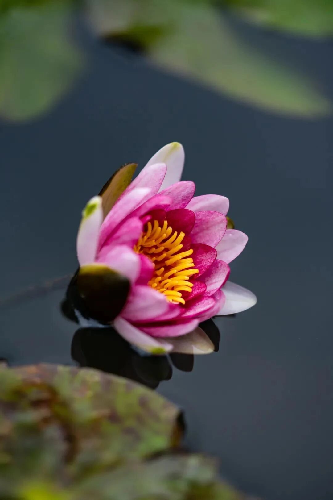 印光法师:善人念佛求生西方,决定临终,即得往生 印光法师:善人念佛求生西方,决定临终,即得往生