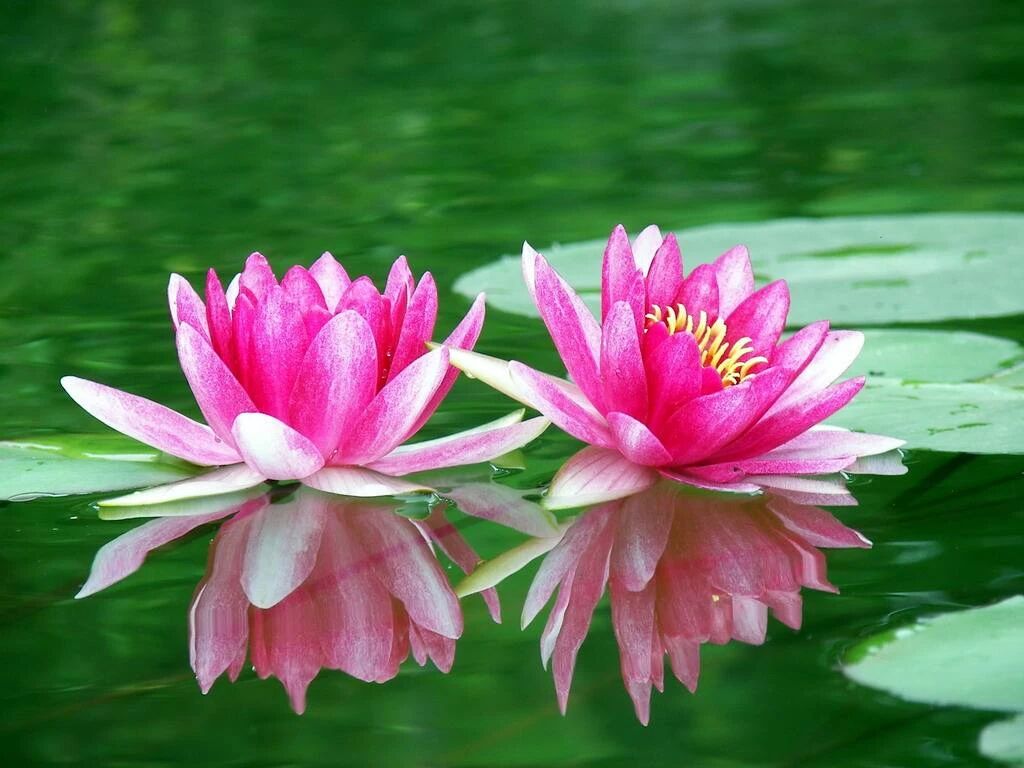 如果没有福报,修行路上障碍就会很多 如果没有福报,修行路上障碍就会很多