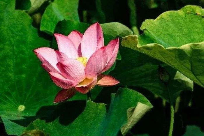 印光法师:其利益,当可大过立德立功立言 印光法师:其利益,当可大过立德立功立言