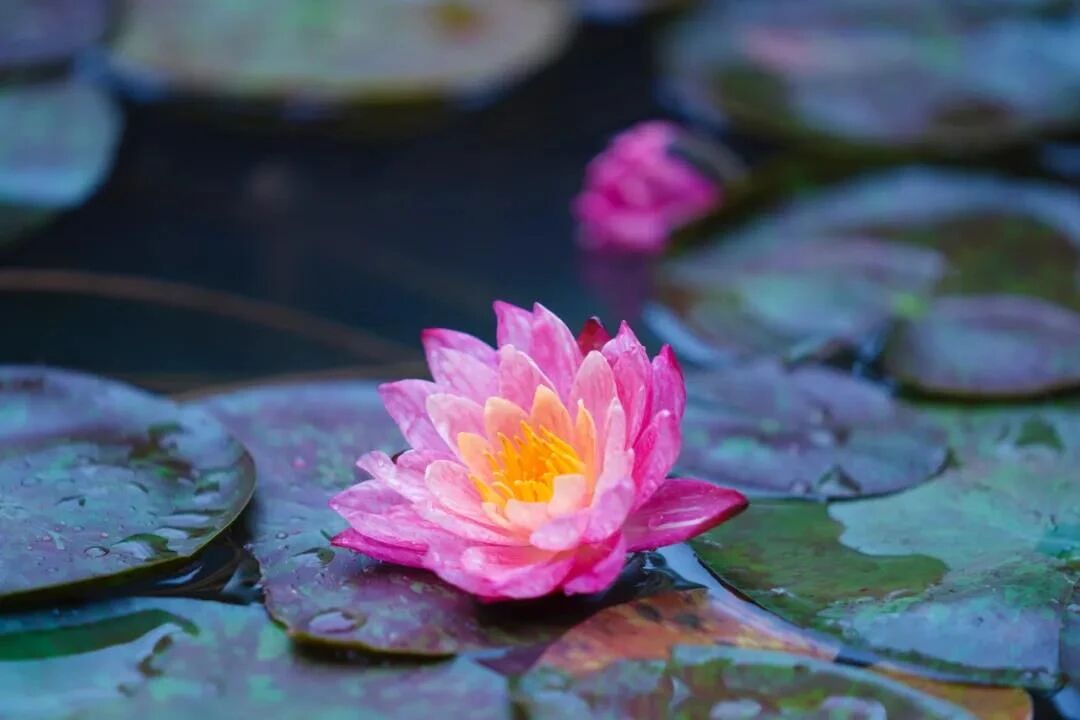 印光法师:顺境逆境,不忘往生西方! 印光法师:顺境逆境,不忘往生西方!