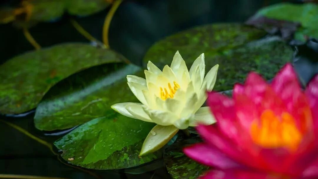 不是不起念头,而是不去追逐念头…… 不是不起念头,而是不去追逐念头……