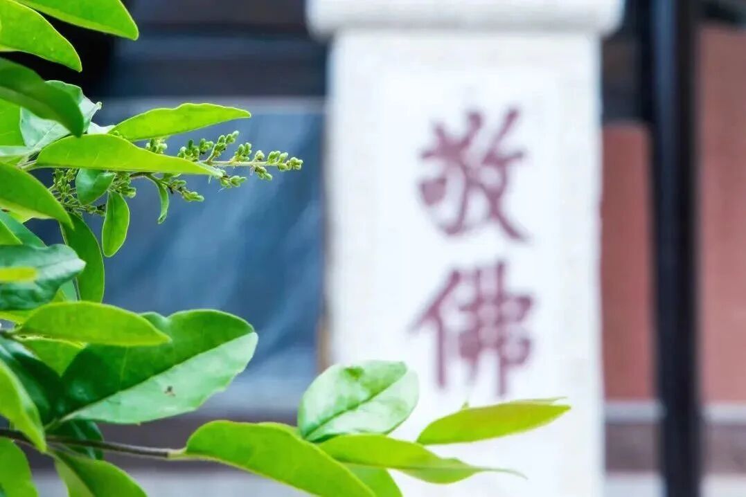 印光法师:心若至诚,法法皆灵 印光法师:心若至诚,法法皆灵