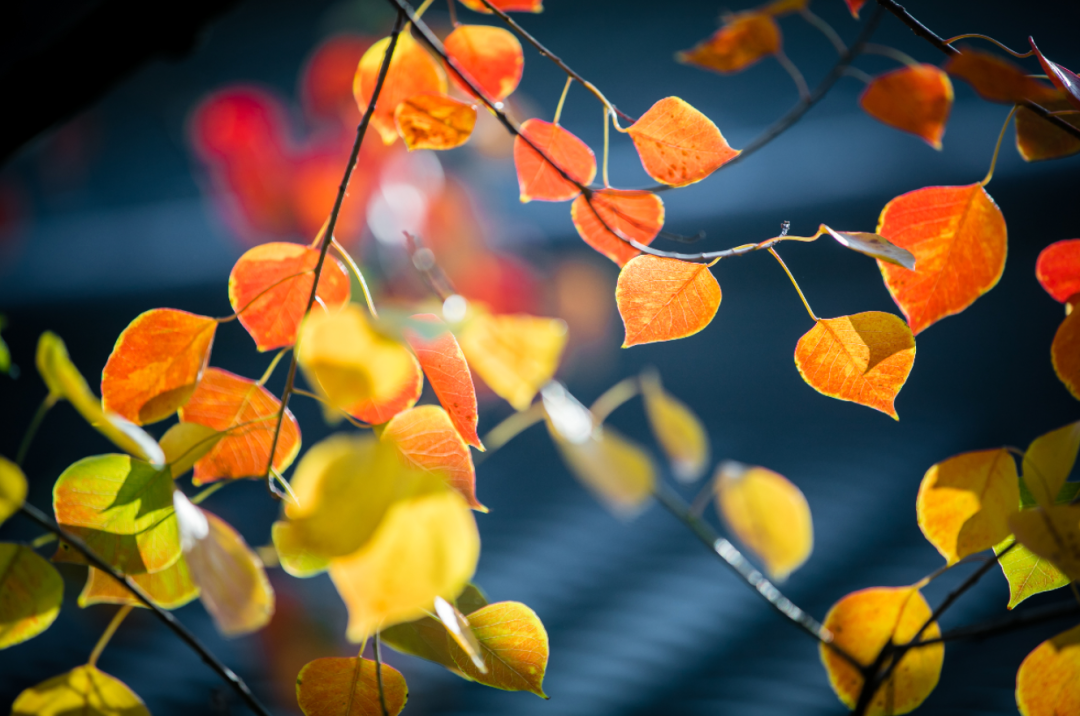 ӡ�ⷨʦ����֮и�������ڲ�����δ��֮��