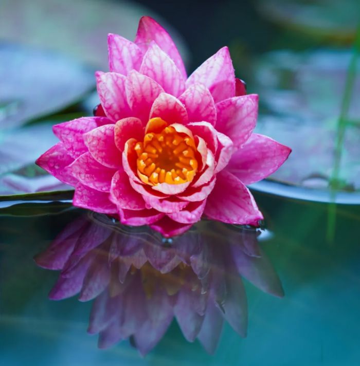 印光法师:能如是者,万不漏一 印光法师:能如是者,万不漏一