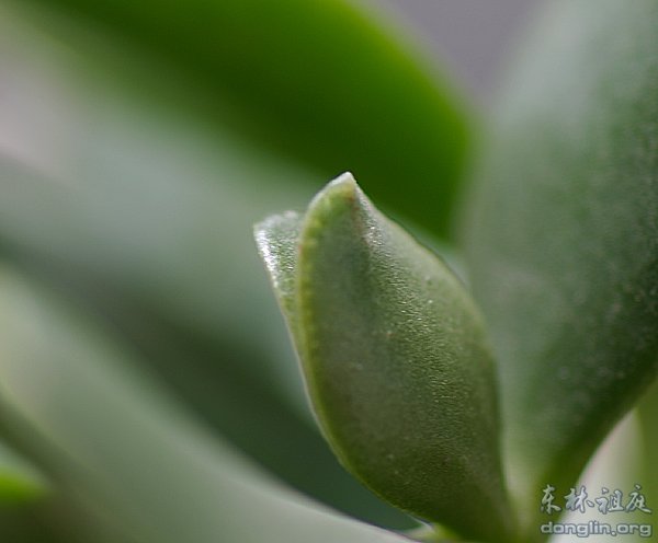 ����������ʳ��_������ͥ