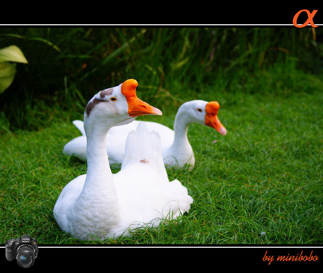 �ҵĳ�����Ե������ΰ�����������棬�������