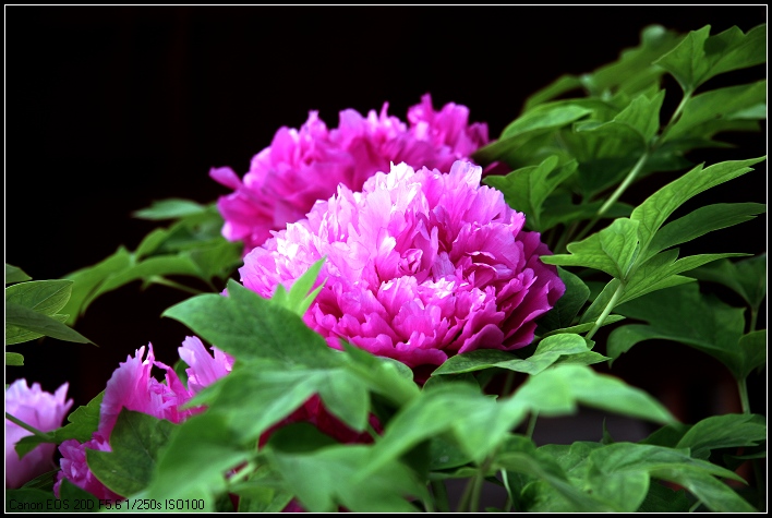 ���������ա���д�������Ů��