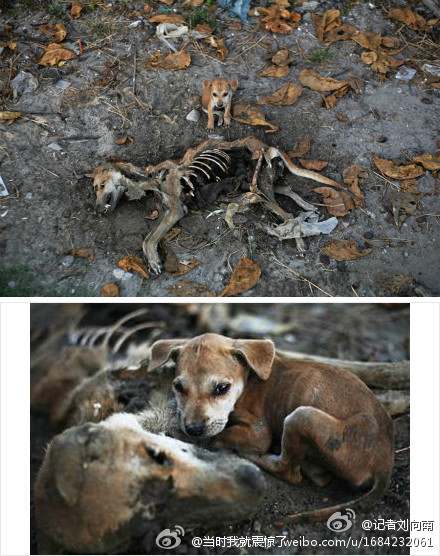 һֻС�������豻ɱ����ļ����һֱ��Ը�뿪