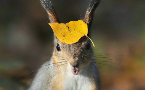 ��ֲ���ɽˮ��������֪�����٣�