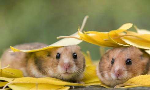 ��ֲ���ɽˮ��������֪�����٣�