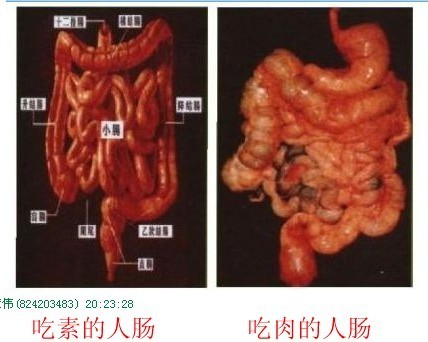 看完此篇,您还能吃得下肉吗? 看完此篇,您还能吃得下肉吗?