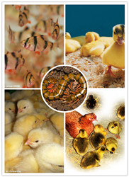 ���ǧ��ҪС��Ϊ����������һ������Ĺ��£�