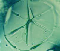 素食文化:破译汉字惊世密码,仓颉造字藏生命真相 素食文化:破译汉字惊世密码,仓颉造字藏生命真相