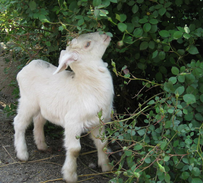 һֻ�ڷ�ˮ�д�����ȵĹ�