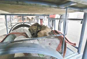 С�ƹ�����֫�����Ͻ����Ǻ�«