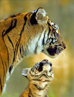 ֻ����5�걻����ݲ��������ϻ������ס�