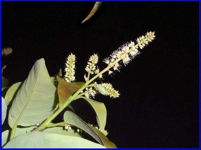 [ת��]���أ���¶��ĳɷֺ���������