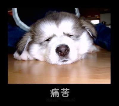 Ϊ���������˷�������ʹ��