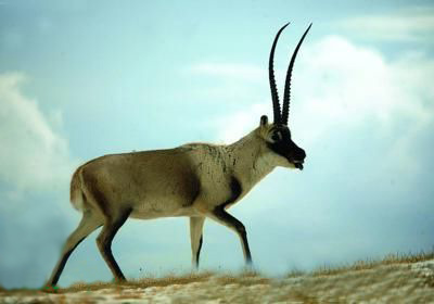 �������¹������������˴Ӵ�ֹɱ