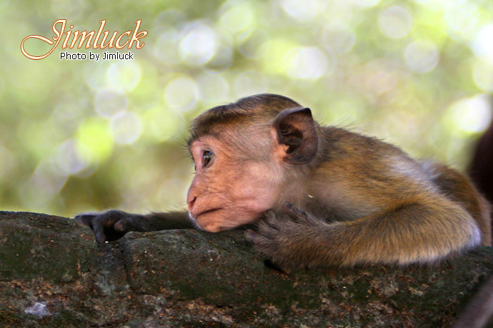 Ұ����������˵�ĸ������