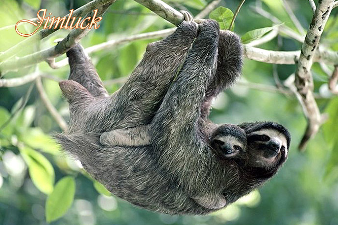 Ұ����������˵�ĸ������