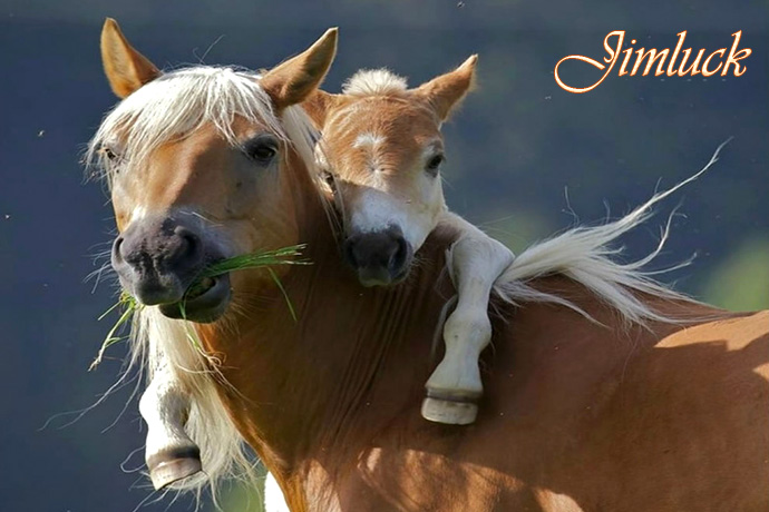 Ұ����������˵�ĸ������