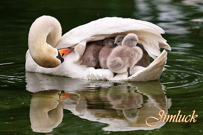 Ұ����������˵�ĸ������