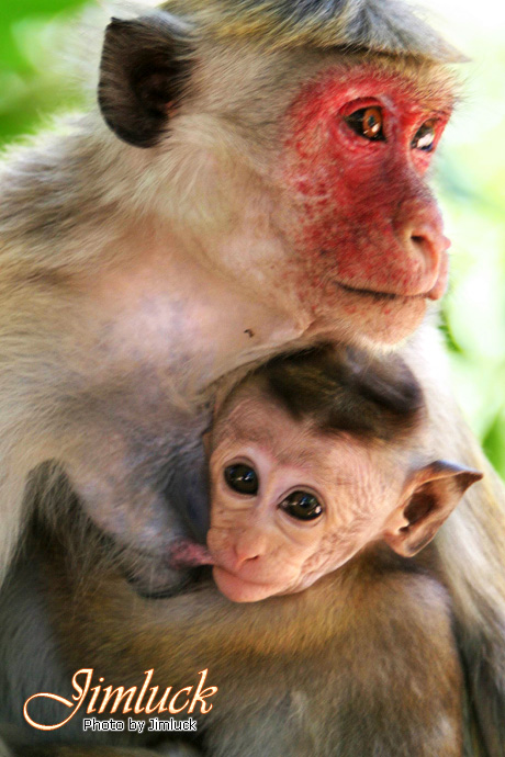 Ұ����������˵�ĸ������