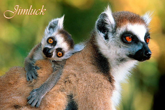 Ұ����������˵�ĸ������