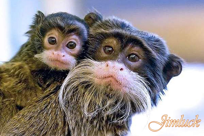 Ұ����������˵�ĸ������