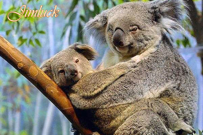 Ұ����������˵�ĸ������