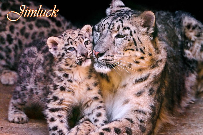 Ұ����������˵�ĸ������