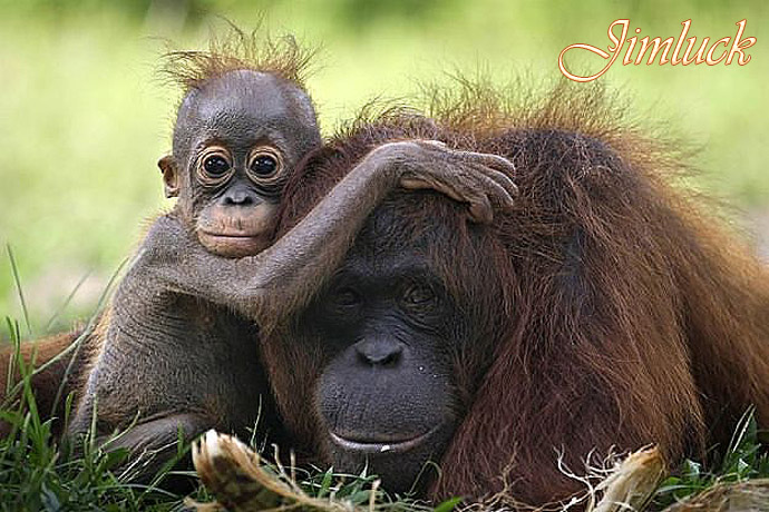 Ұ����������˵�ĸ������