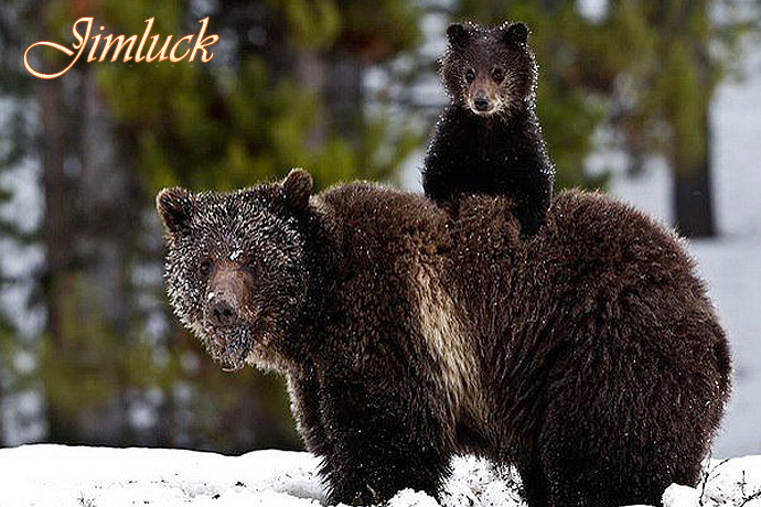 Ұ����������˵�ĸ������