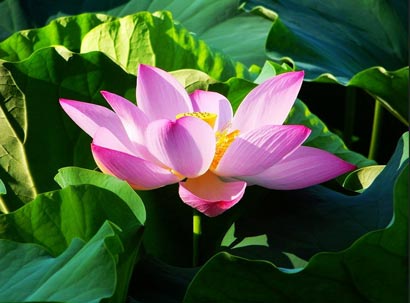 佛教寓言:戏服吓人 佛教寓言:戏服吓人