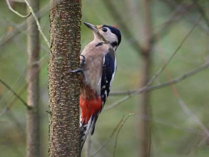 本生故事:啄木鸟与狮王 本生故事:啄木鸟与狮王